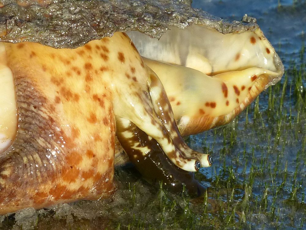 Click to See Next Image